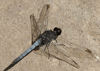 Plateau dragonlet – Erythrodiplax basifusca